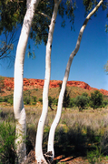 OB130 Ghost Gums, Trephina Gorge, Northern Territory